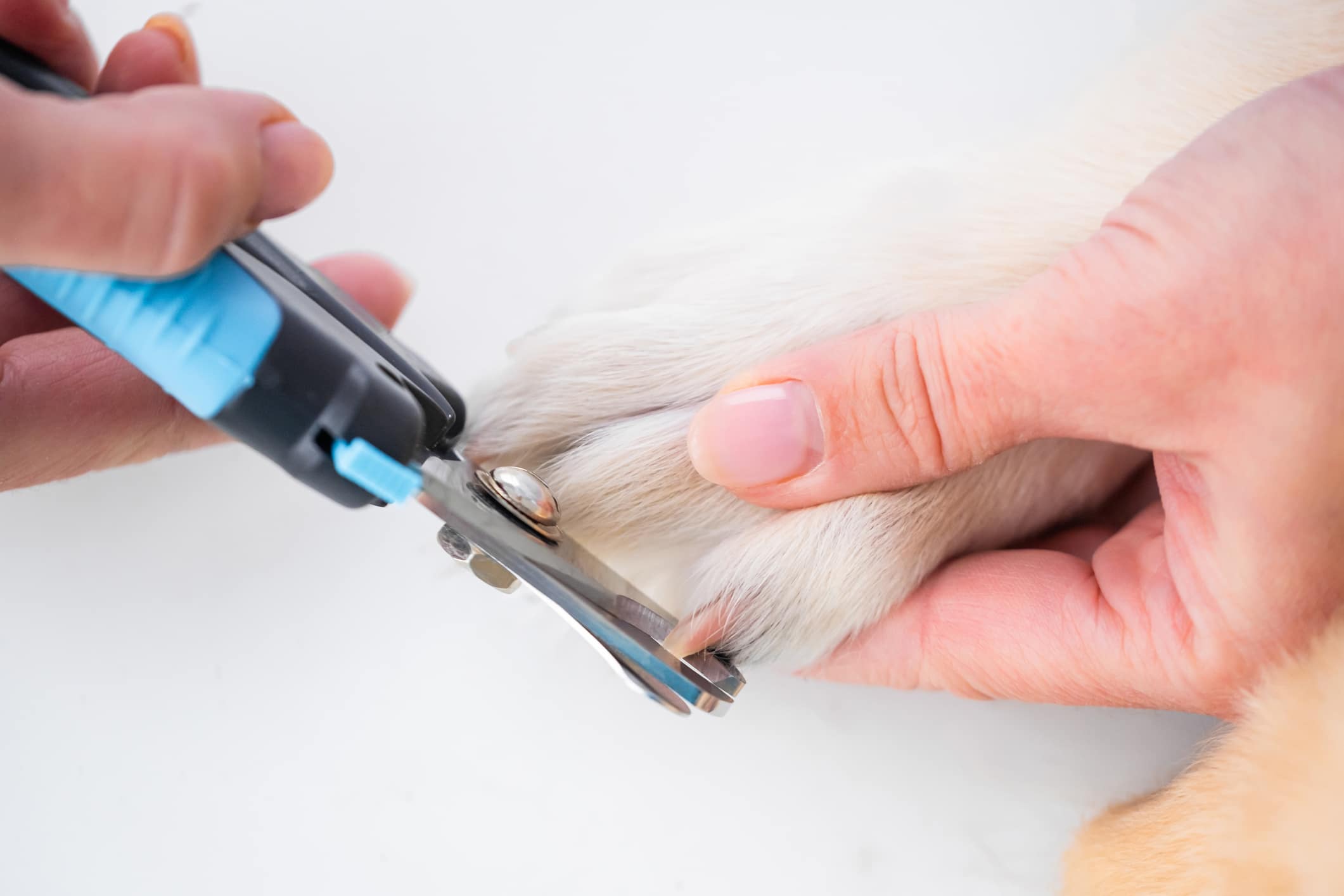 comment couper griffes chien