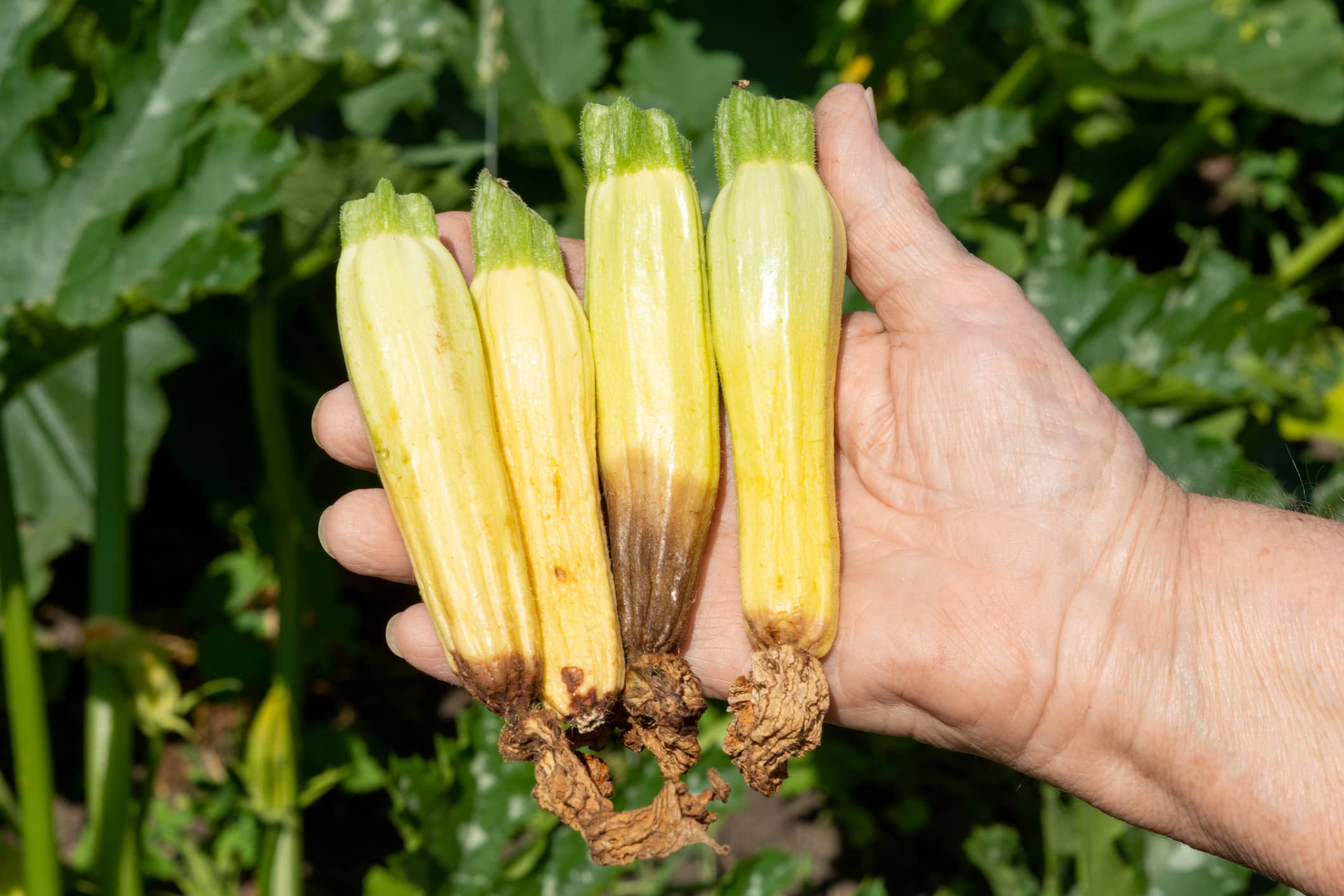 Mes petites courgettes jaunissaient et tombaient : un jardinier m'a ...
