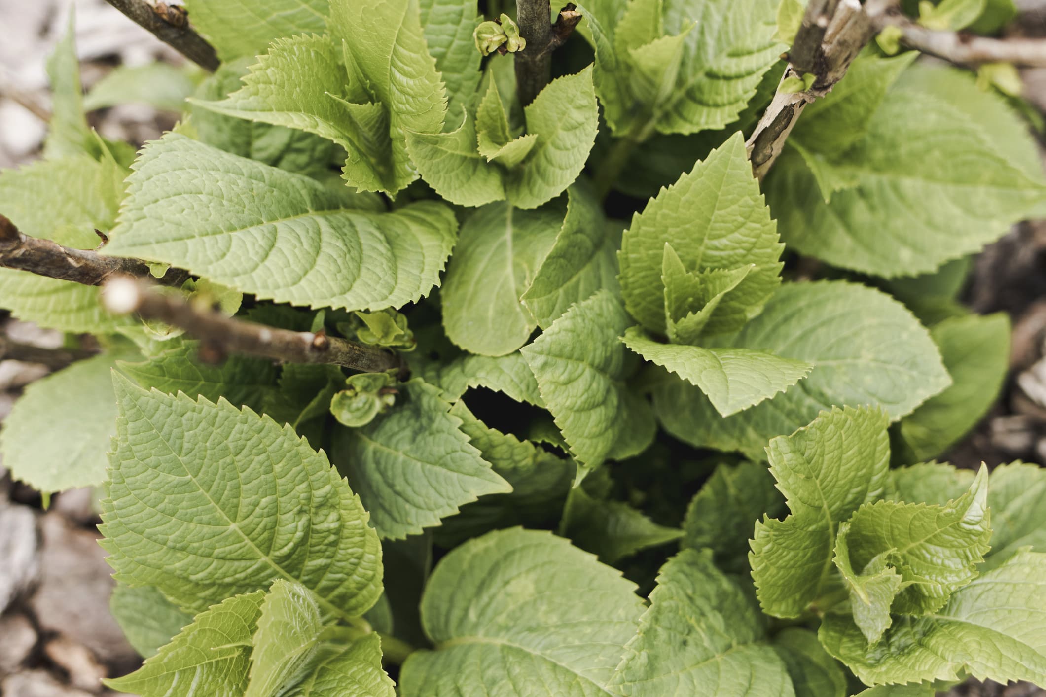 Background Of Green Hydrangea Leaves. A Hydrangea Bush In A Flowerbed Has Sprouted Leaves In Spring. Nature Awakens In Spring. Springtime. Gardening Concept