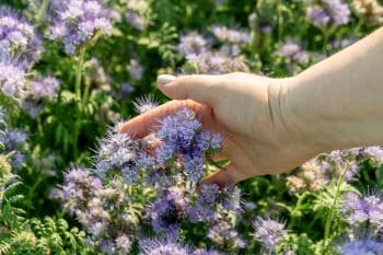 fleurs repousse nuisibles potager