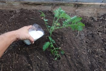 lait potager plants tomates