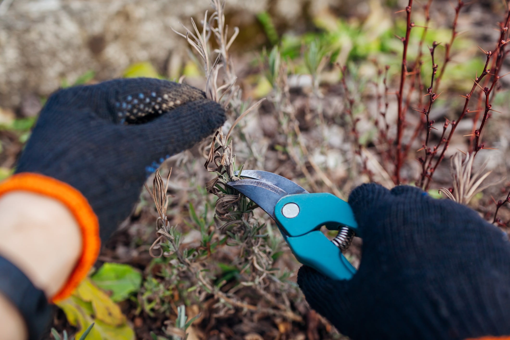 Pruning Dry Lavender Tips After Winter In Spring Garden Using Secateur. Gardener Taking Care Of Plants Outdoor