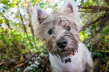 laver chien boueux régulièrement