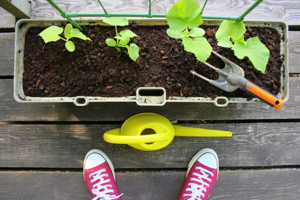 légumes potager balcon