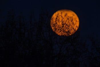 Lune Rousse Jardin