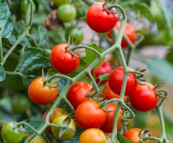 meilleure variété de tomates cerises