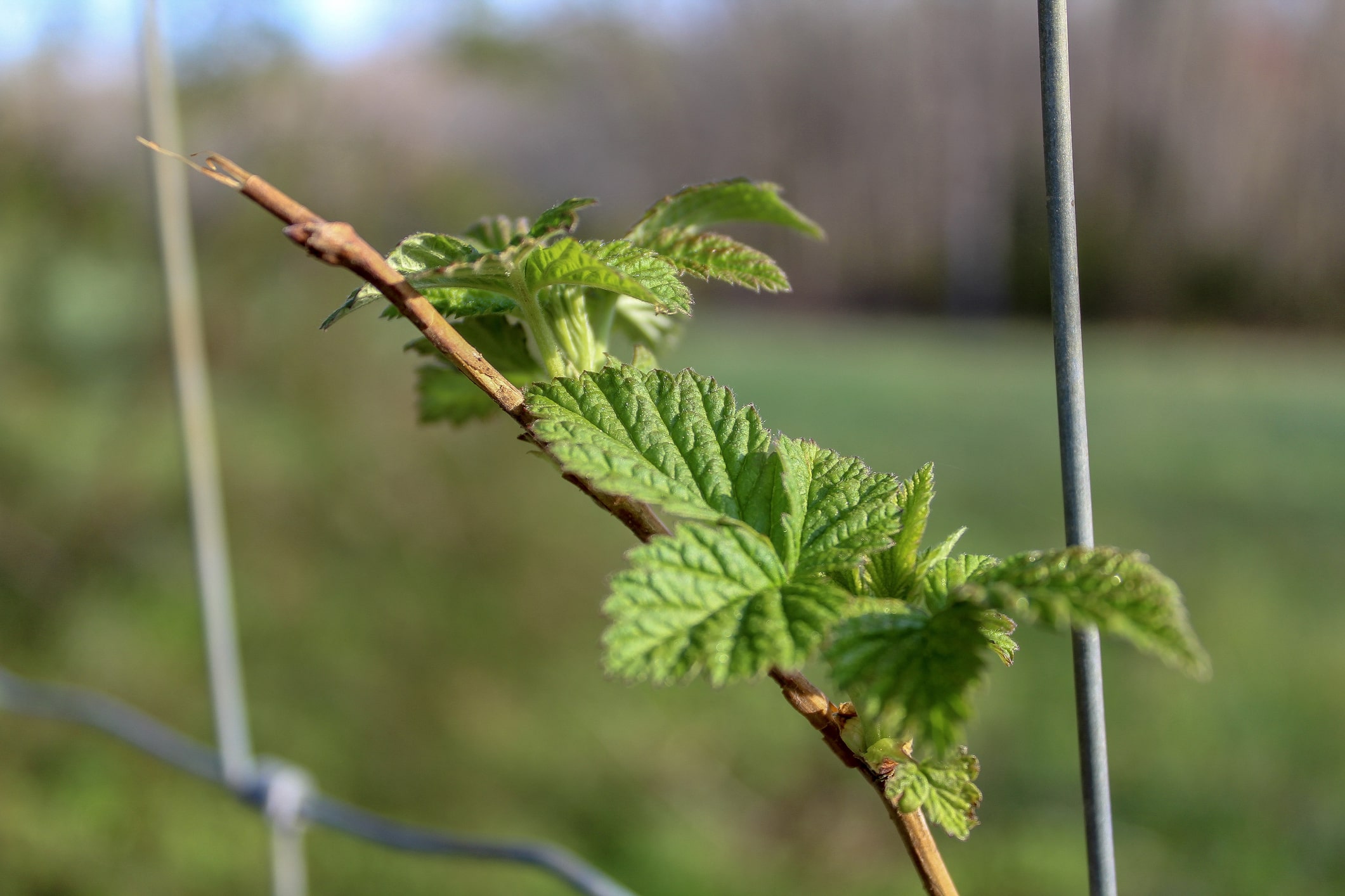 ni fleur ni fruit framboisier