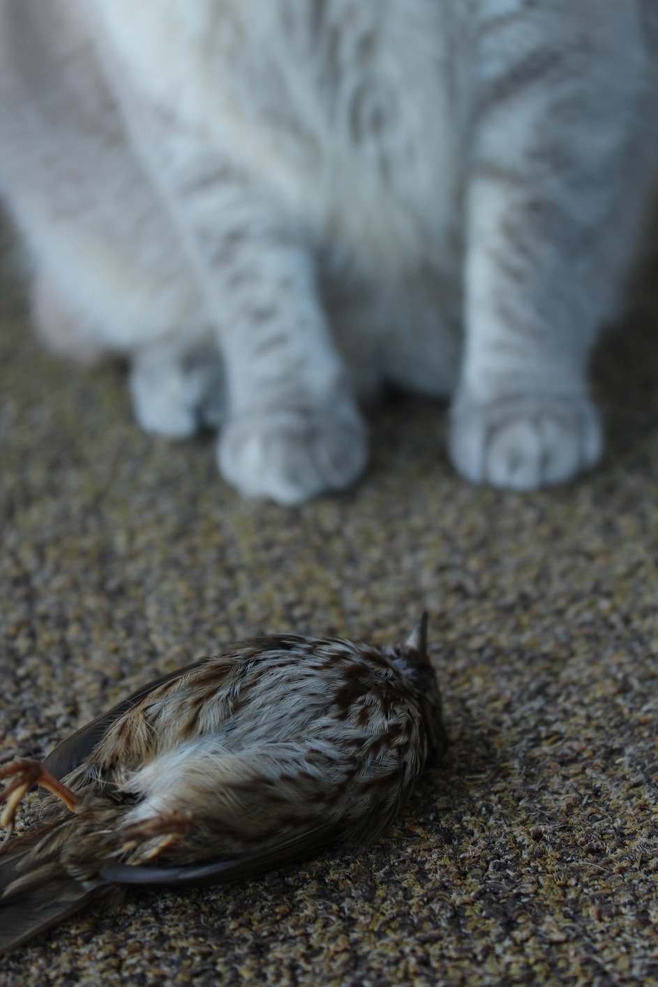 oiseau mort chat