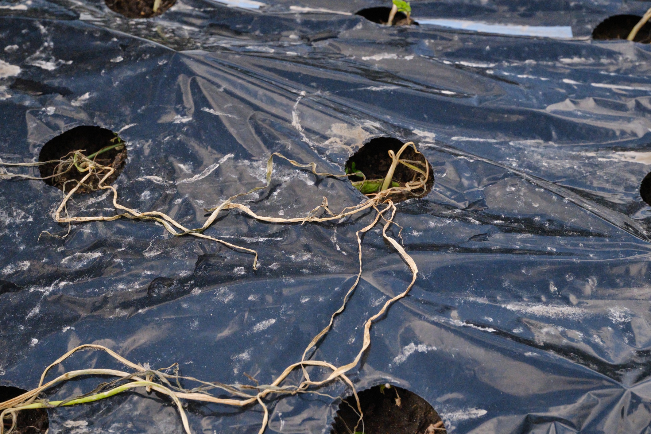 paillage raté astuces