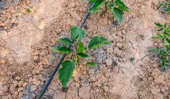 pousse aubergine sol sec