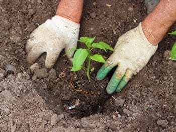 quelle date planter poivrons piments