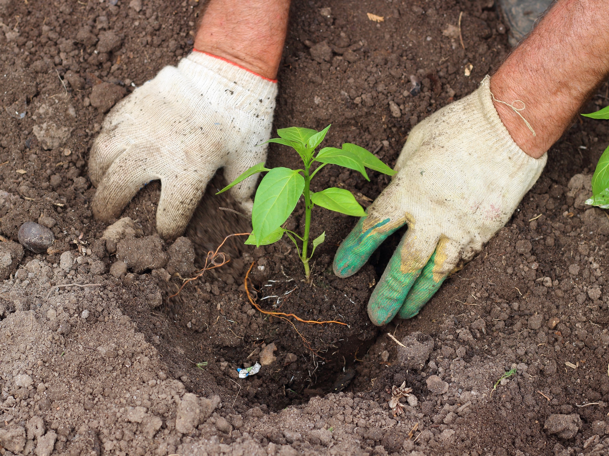 quelle date planter poivrons piments