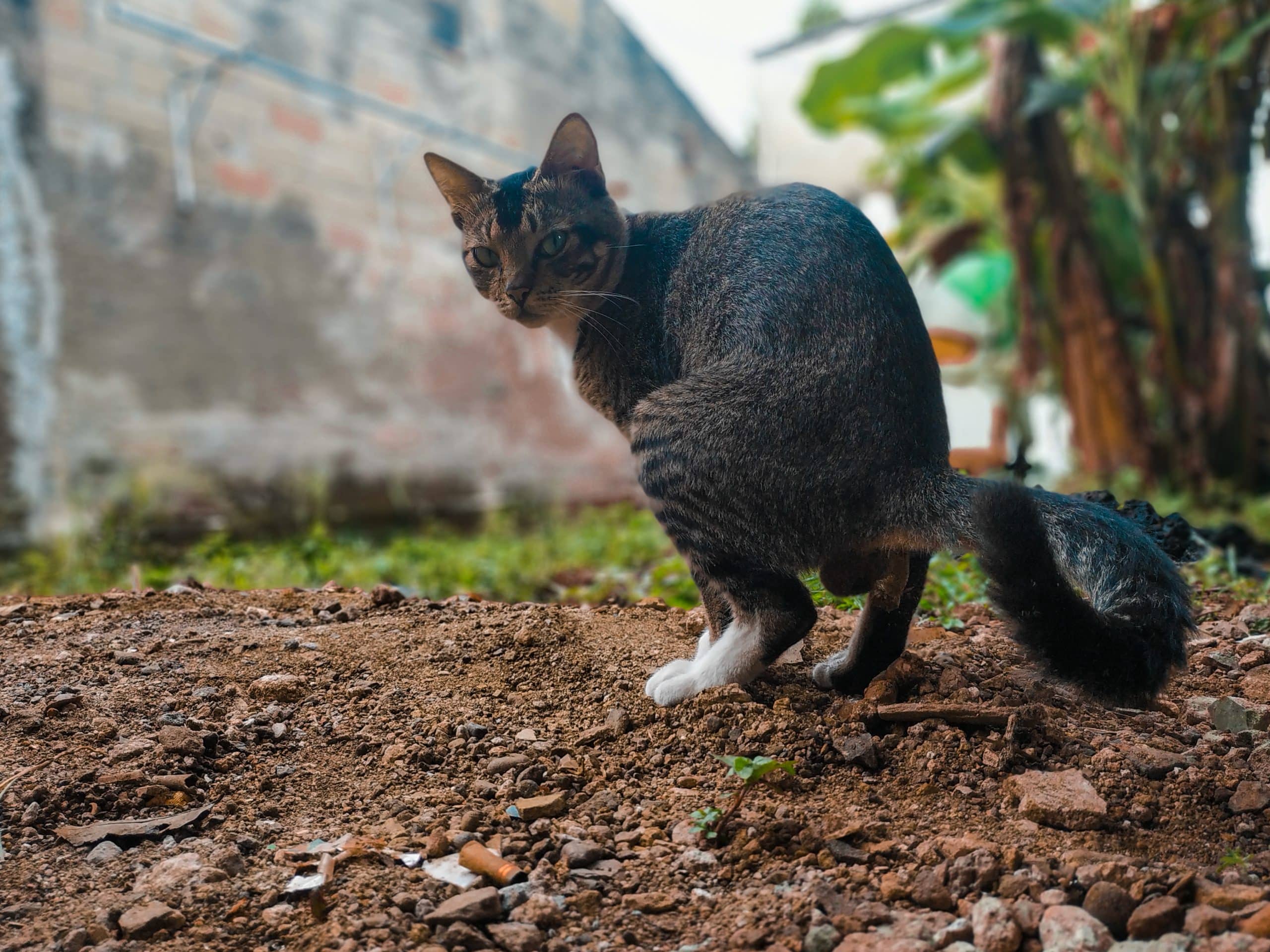 repousser chat jardin excréments