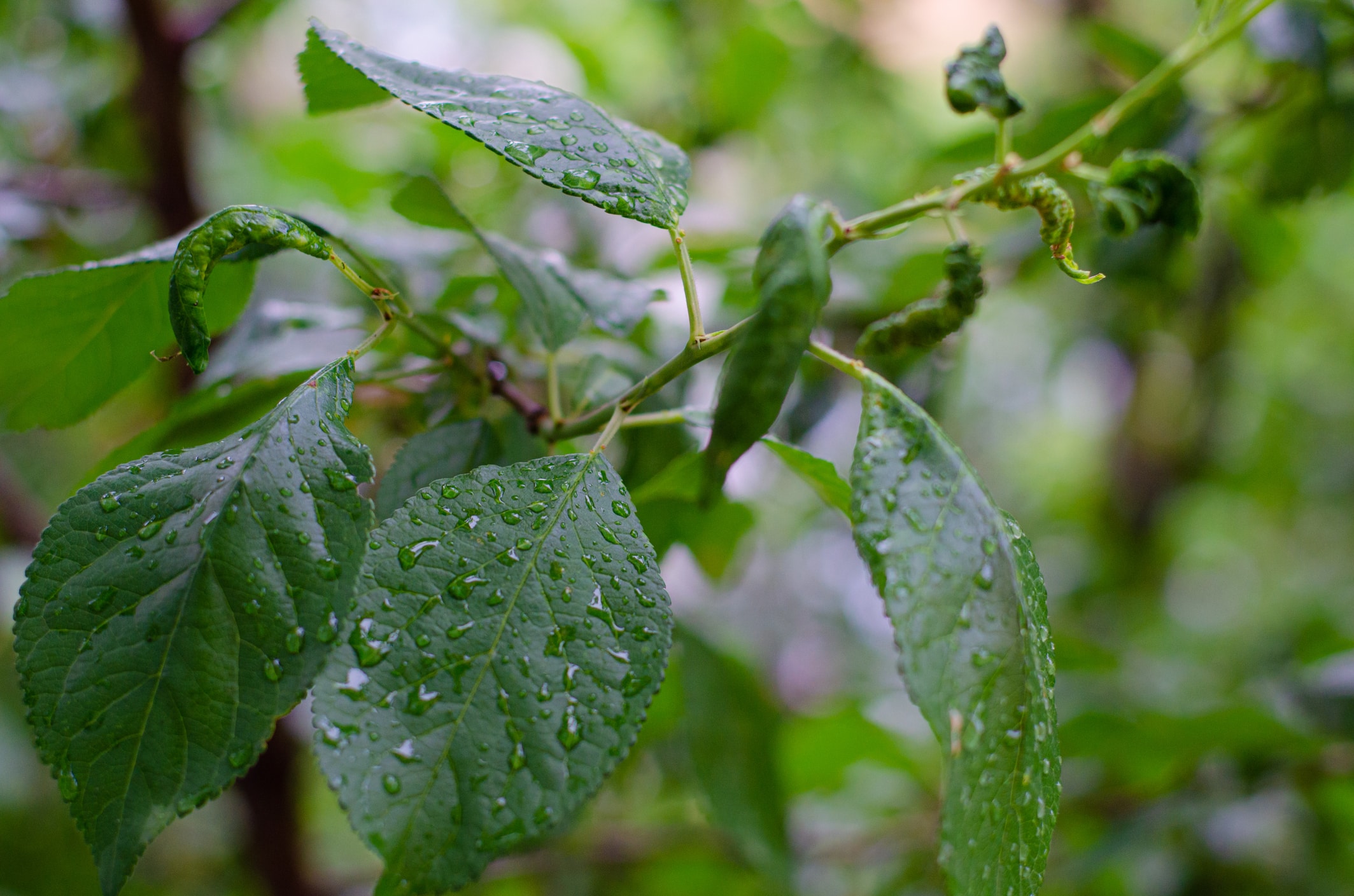 rosier sans fleurs geste