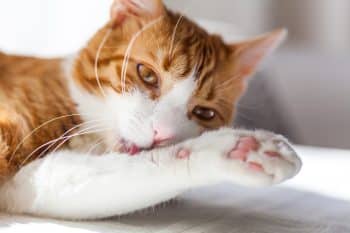 soins chat poils courts brosser