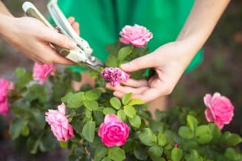 taille de juin rosier lavande