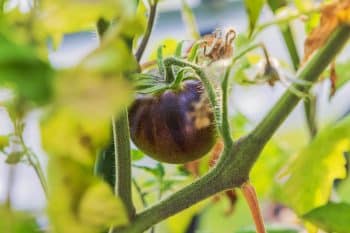 tomate ancienne goût jardinier