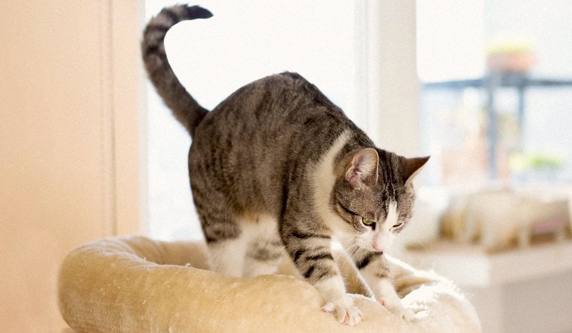 Chat Pétrit Malaxe