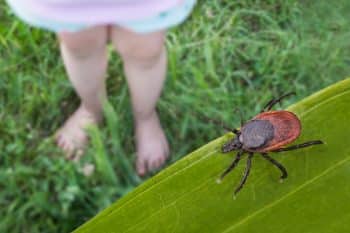 Bare Child Feet And Deer Tick On A Grass Playground. Ixodes Ricinus
