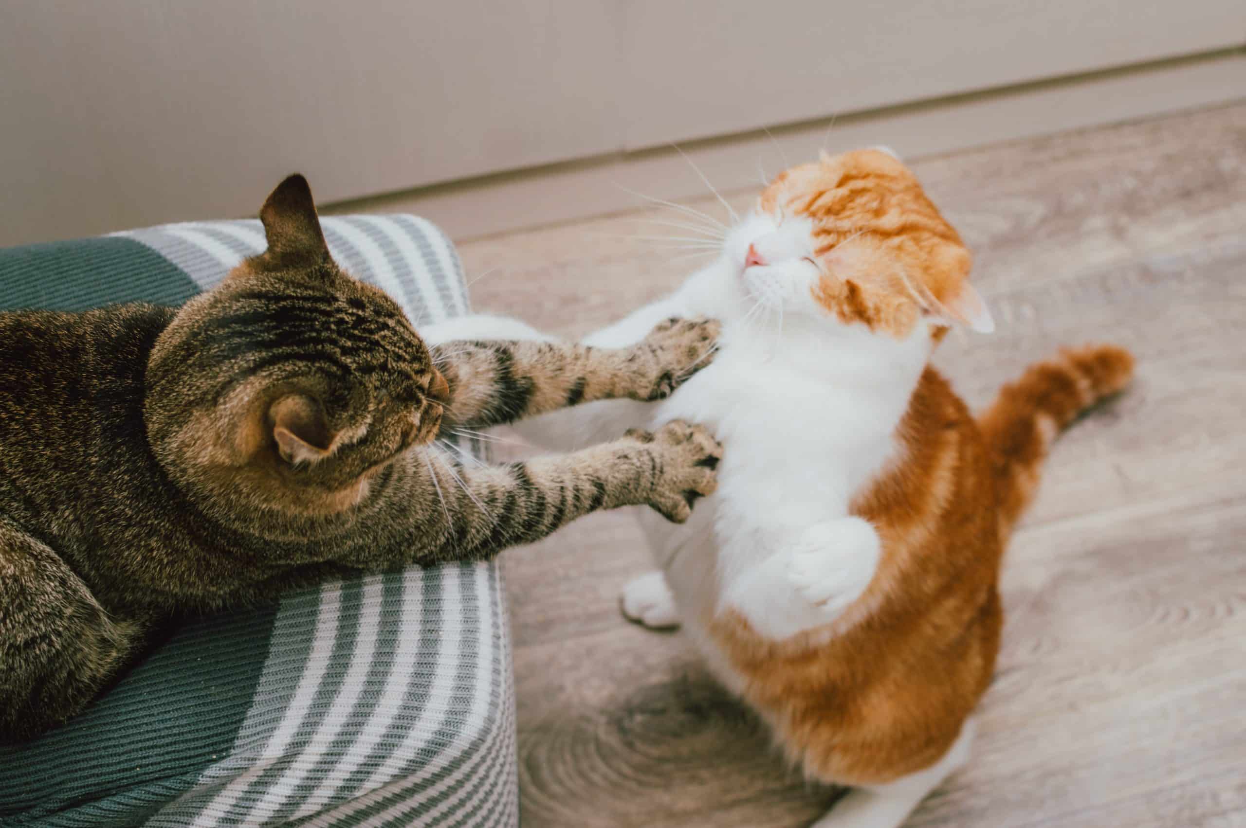 guerre chat maison