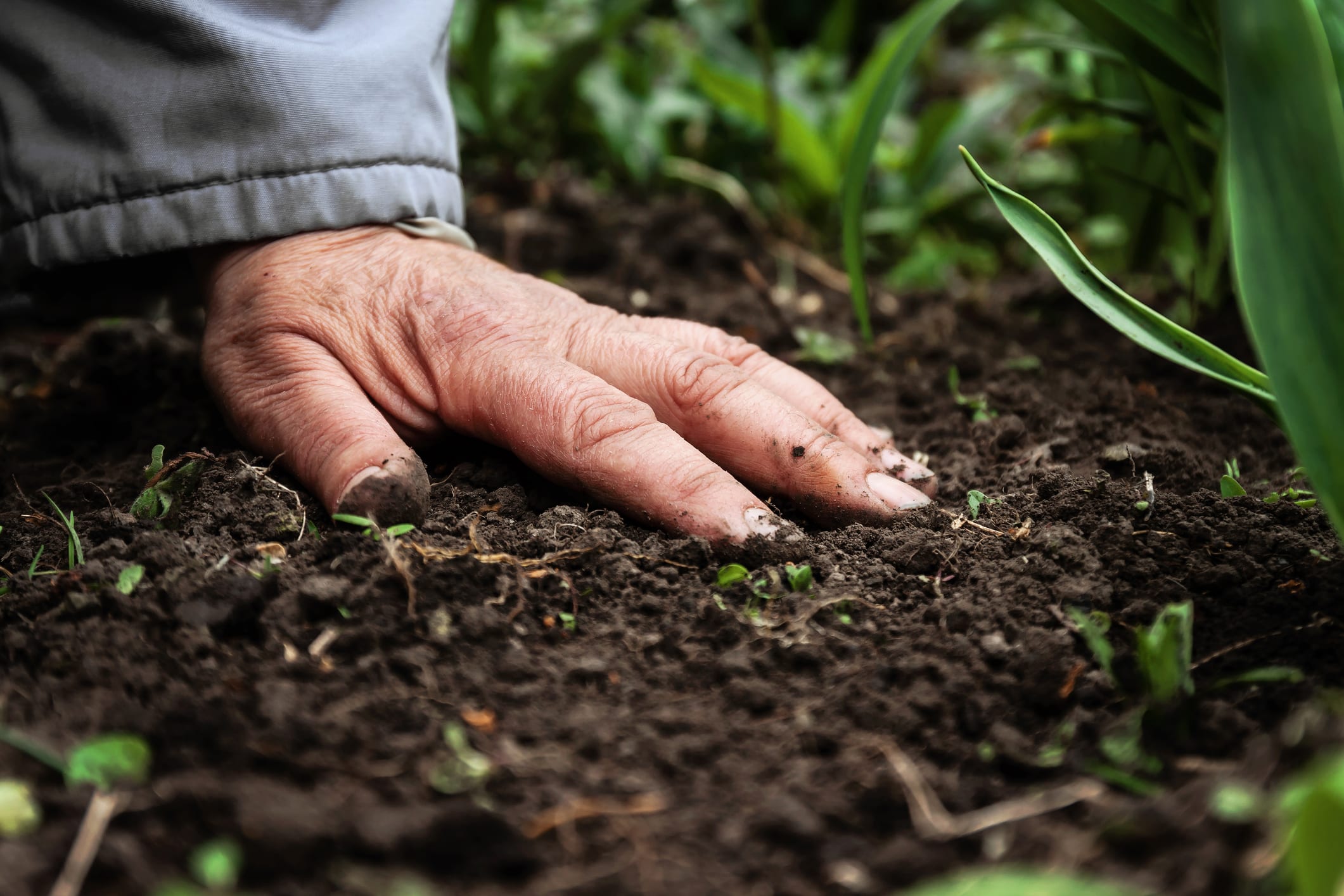 planter engrais vert juin sol
