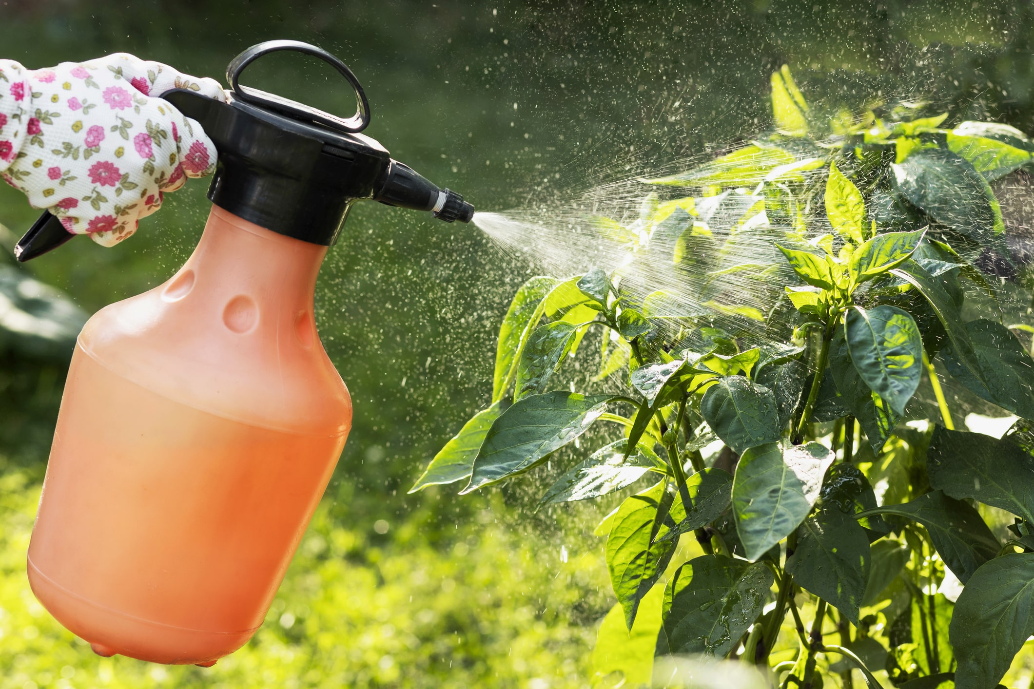 plus de produits et pesticides potager naturel astuces