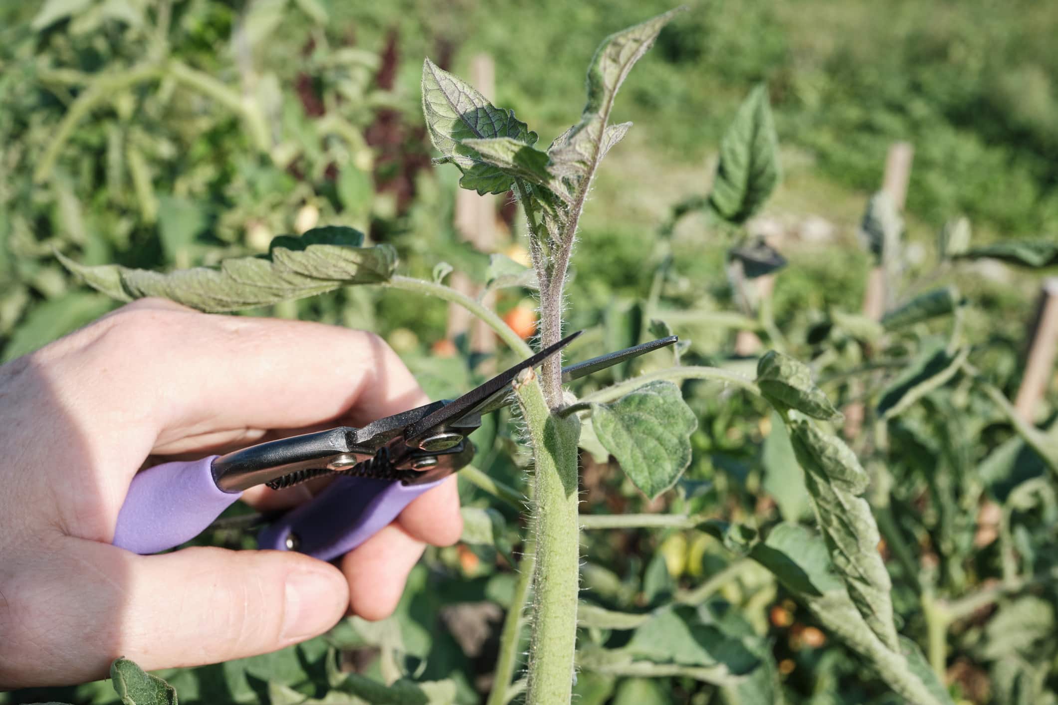 tomate sans fleur juin