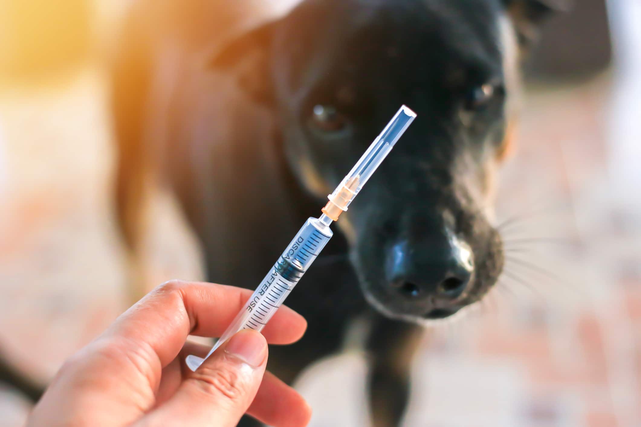 vaccin chien chat obligatoire recommandé