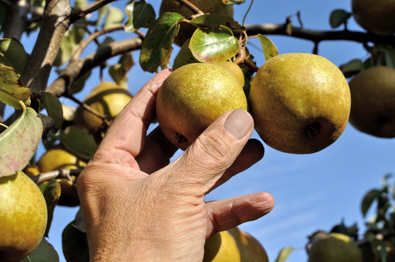 La greffe en écusson début août : la technique facile pour multiplier ...
