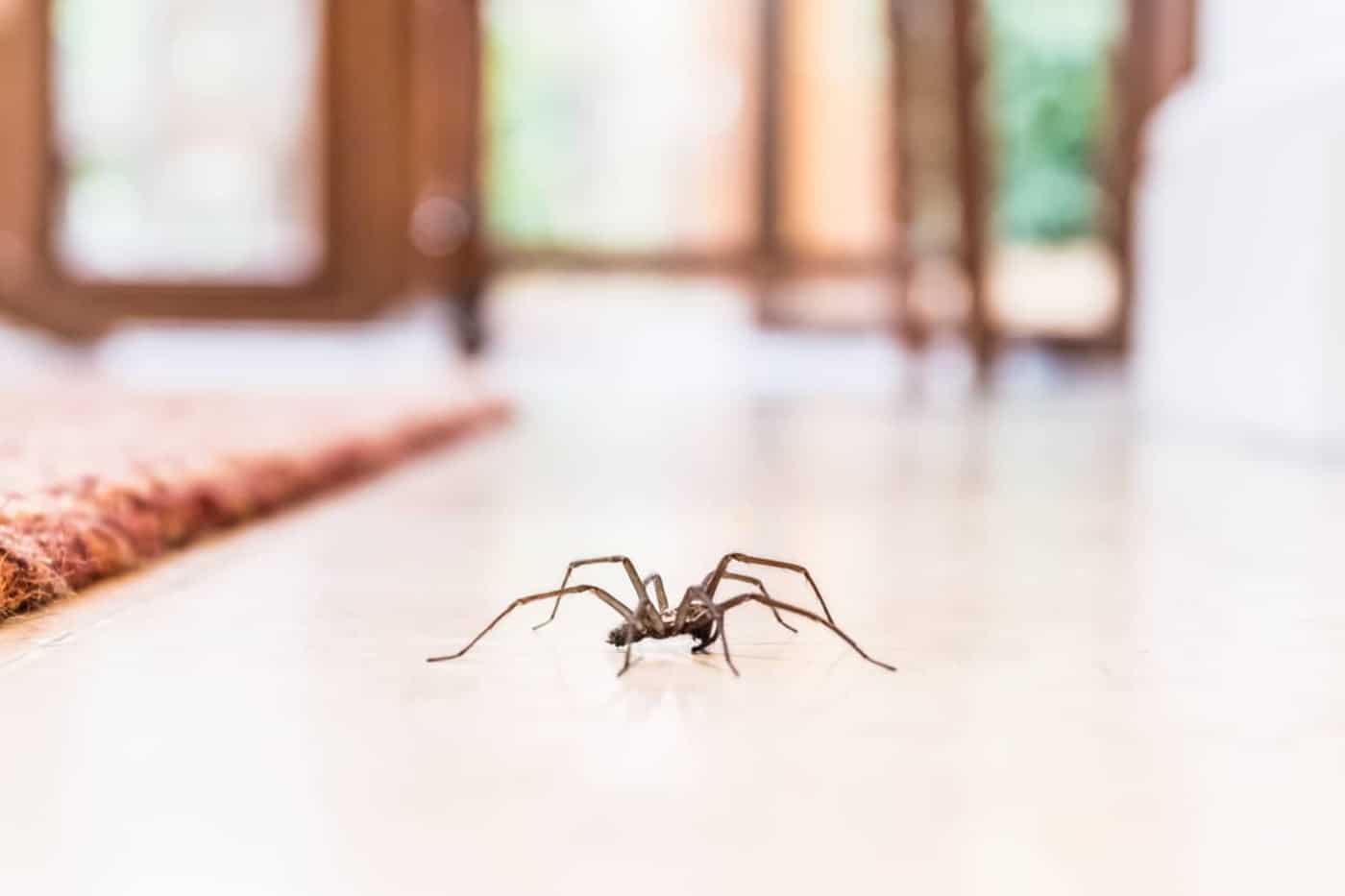 Dites adieu aux moustiques et autres envahisseurs grâce à leurs toiles