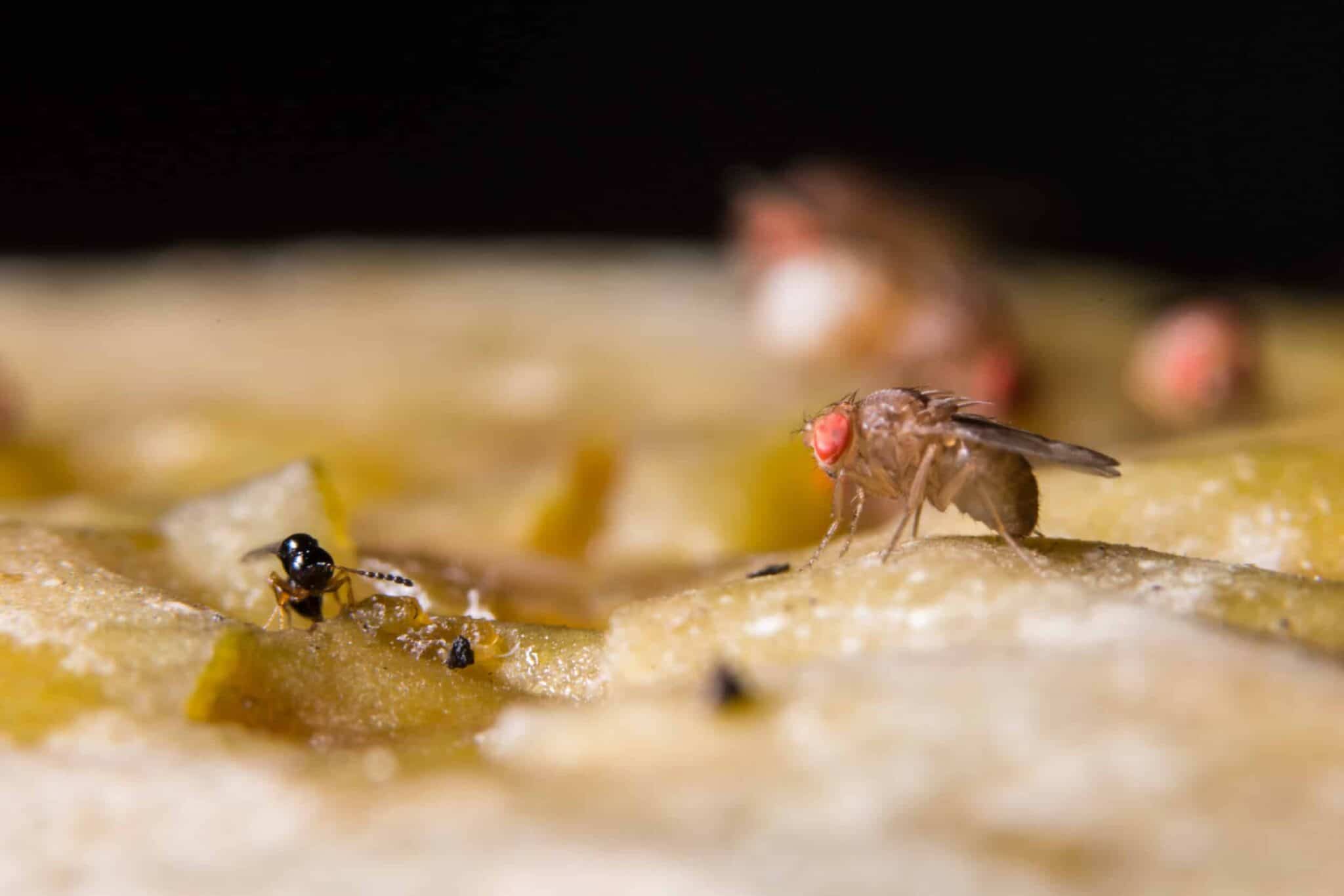 Pourquoi les moucherons aiment tant prospérer là où l'on ne nettoie jamais