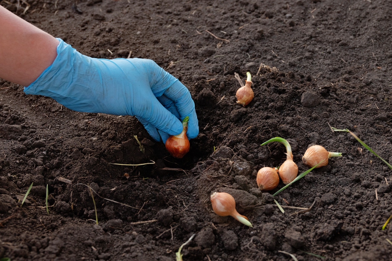 Les Bulbes Incontournables %c3%a0 Planter Avant L%e2%80%99automne Pour Booster Vos R%c3%a9coltes Au Potager Et Au Verger