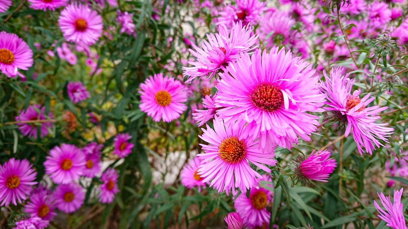 Si Vous Ne Plantez Qu%e2%80%99une Fleur D%c3%a9but Septembre C%e2%80%99est Absolument Celle Ci
