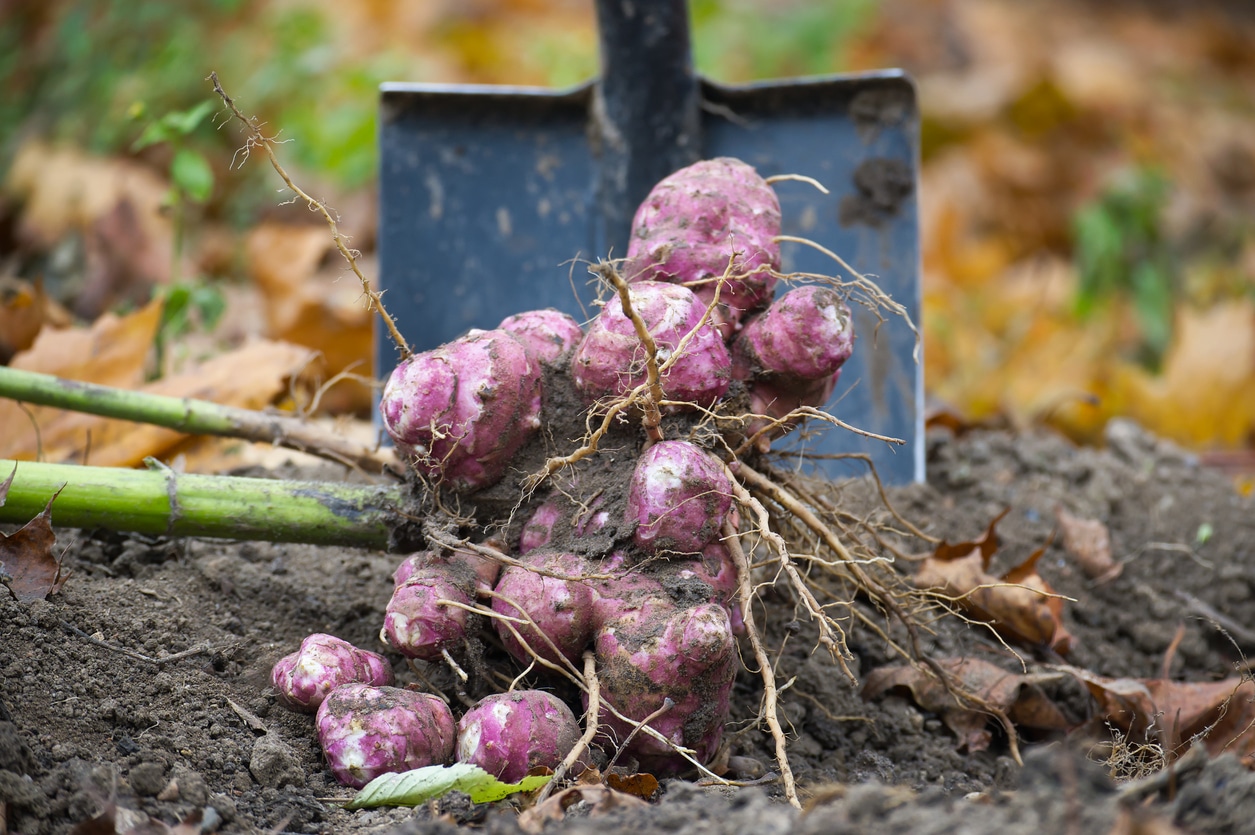 Freshly Harvested Sunchokes Or Jerusalem Artichokes In Garden Soil Next To Shovel With Autumn Leaves