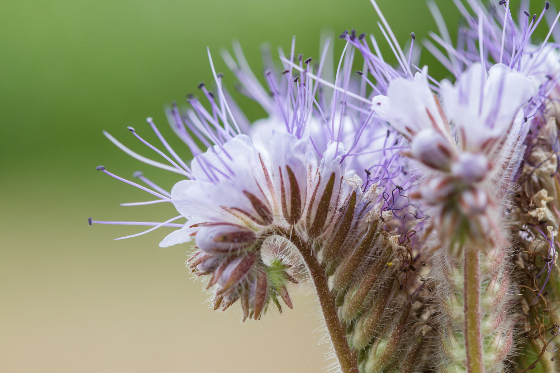 Phacelia Blossom, Close Up