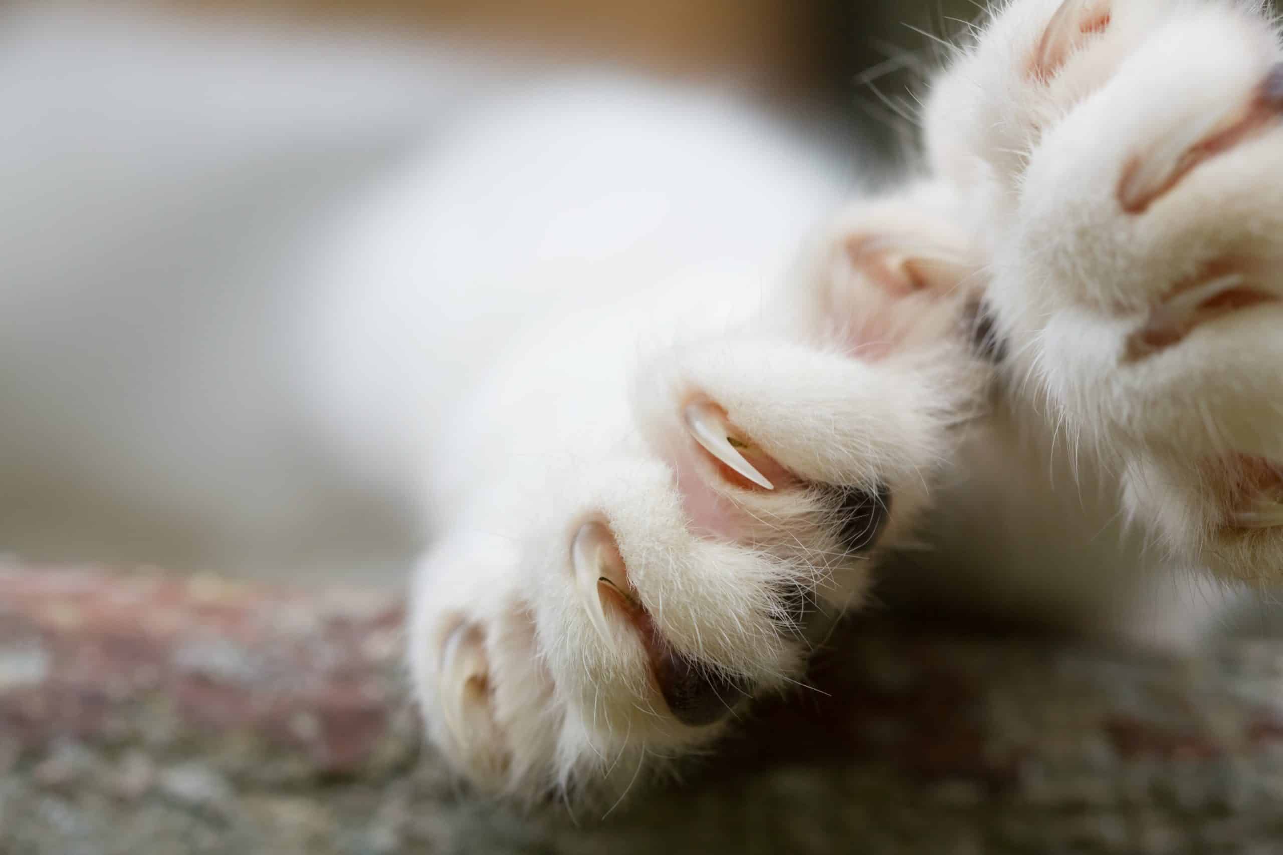 Votre Chat A T Il Vraiment Besoin Qu%e2%80%99on Lui Coupe Les Griffes Ce Que Chaque Ma%c3%aetre Doit Savoir Avant De Sortir Le Coupe Griffes