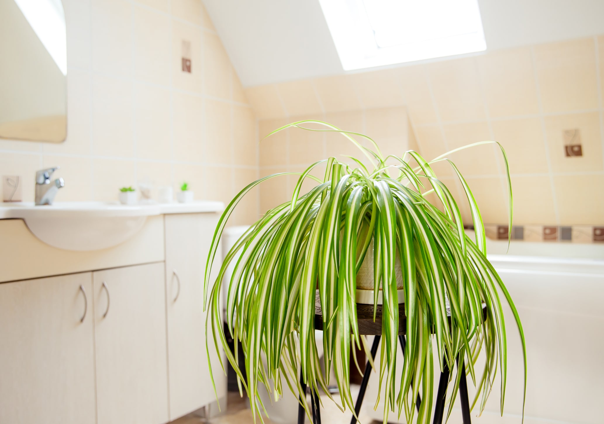 Plantes dépolluantes et championnes de l'absorption : des alliées vertes contre l'air mouillé