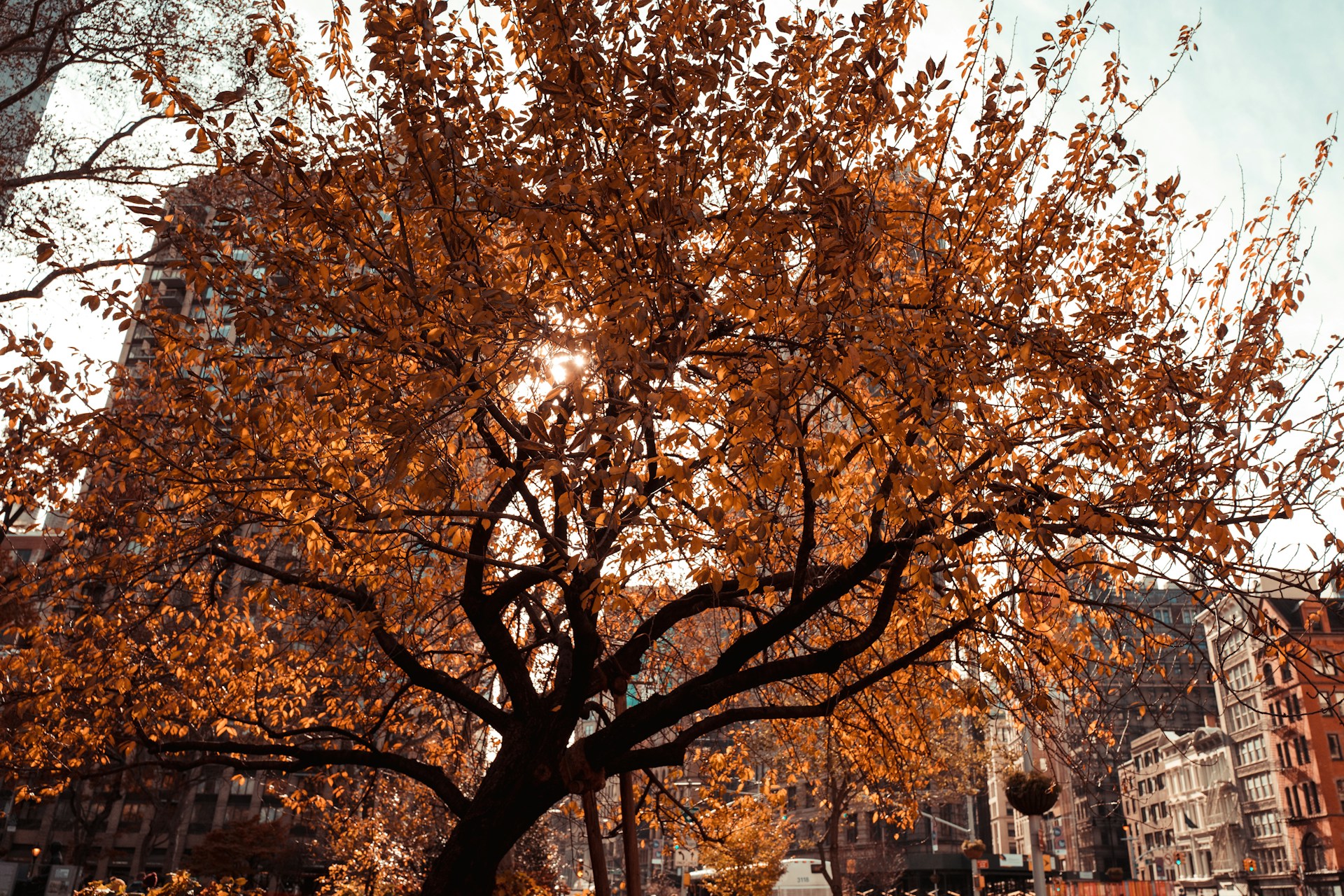 Adam Dillon Nyc Automne