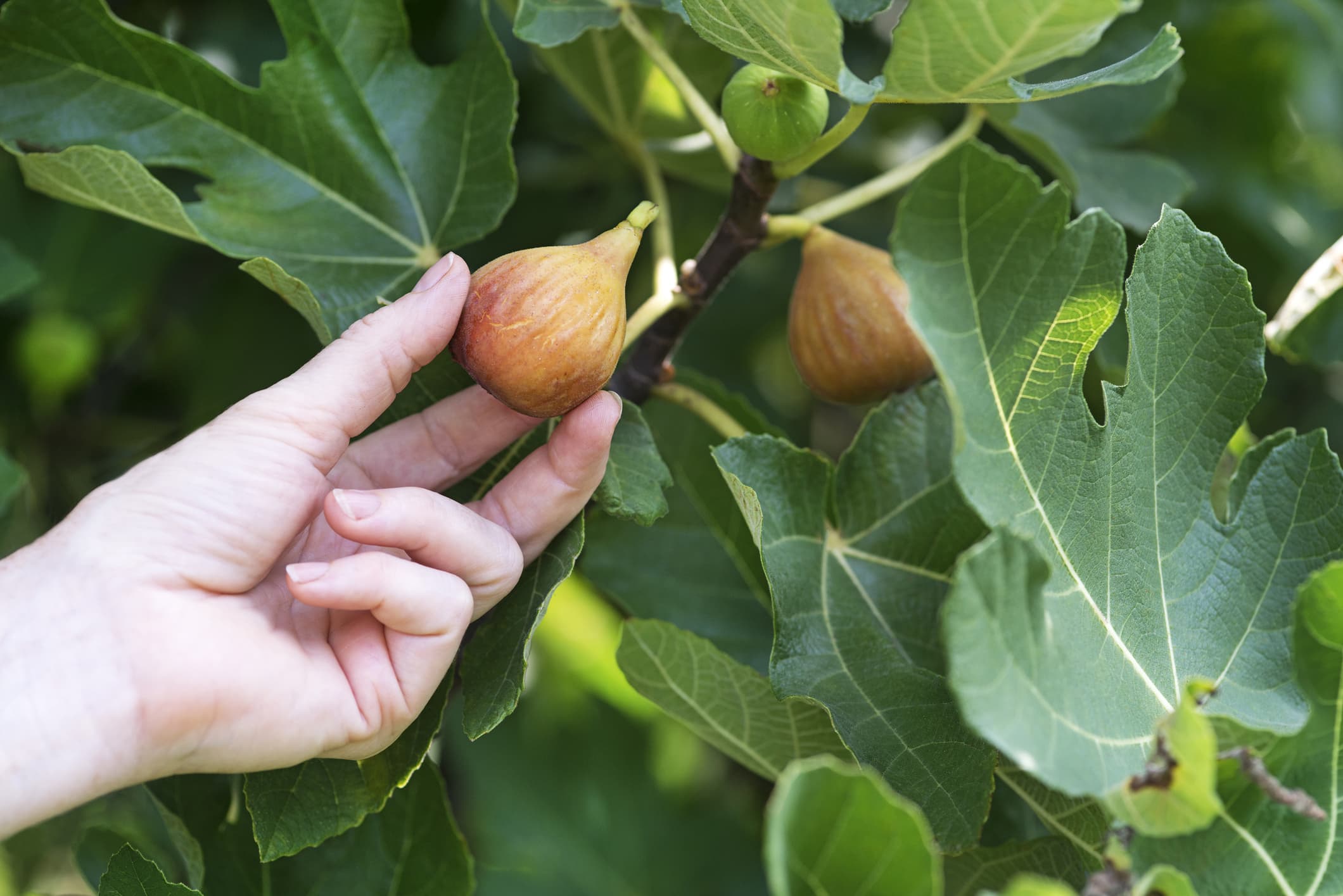 Ce Geste Magique Donne Naissance %c3%a0 Des Dizaines De Figuiers En Octobre
