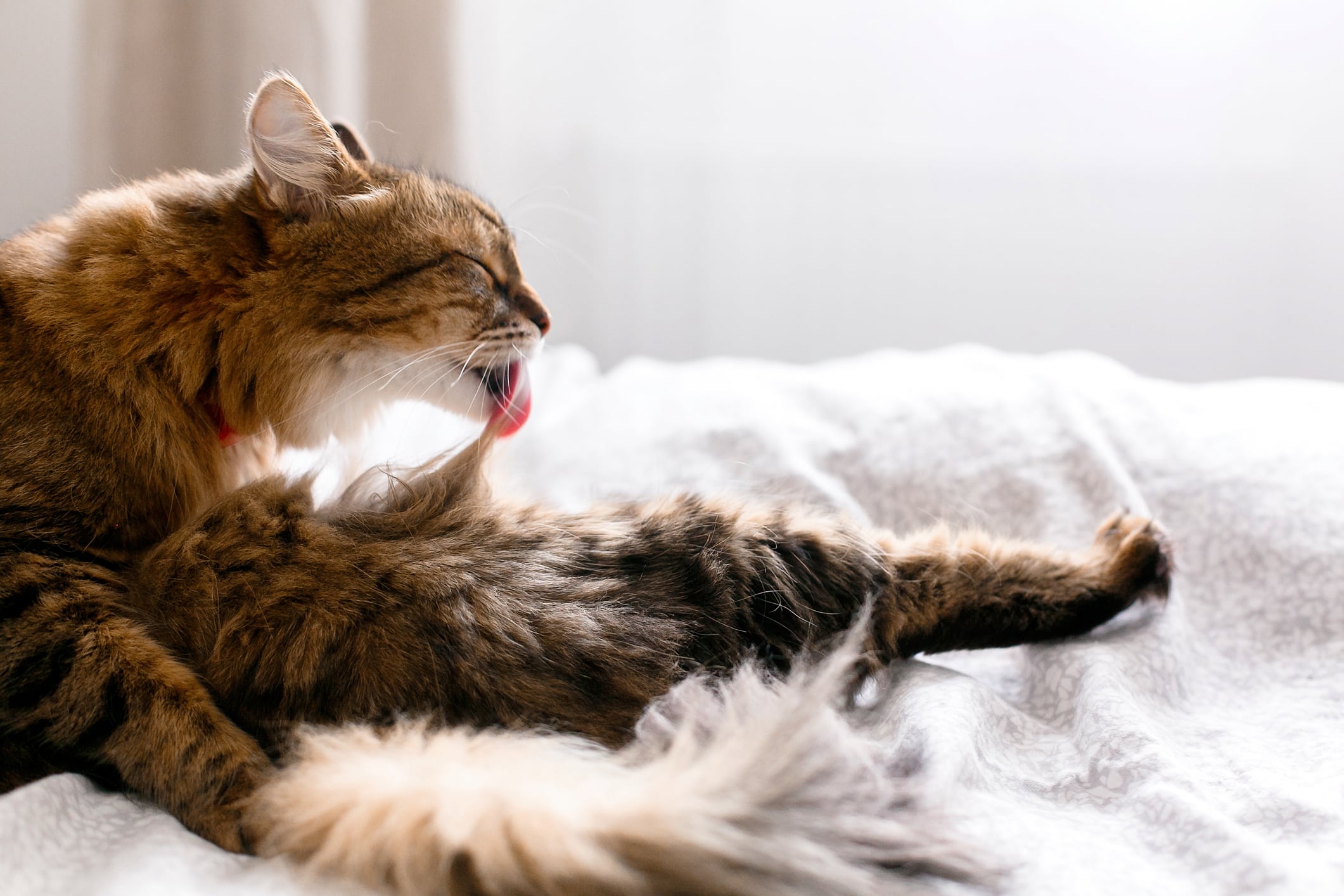 Votre Chat Avale Ses Poils En Se L%c3%a9chant Un Geste Naturel Aux Cons%c3%a9quences Parfois S%c3%a9rieuses