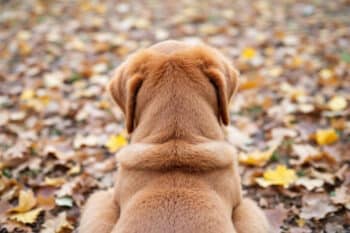 3e2pbhdvet 1763045846