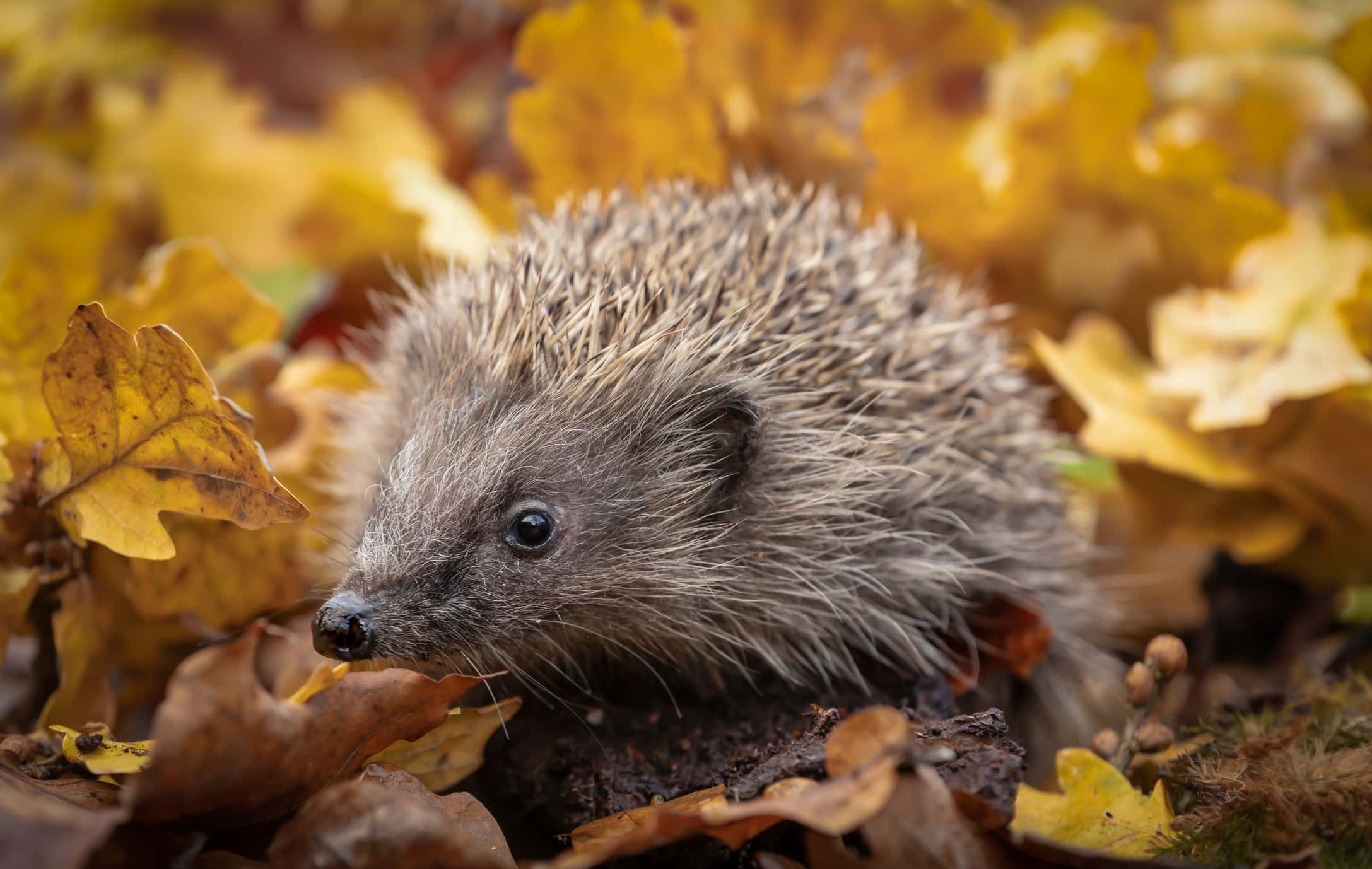 Hedgehog, Scientific Name: Erinaceus Europaeus. Close Up Of A Wild, Native, European Hedgehog In Autumn Foraging In Colourful Orange And Yellow Oak Leaves, Facing Left