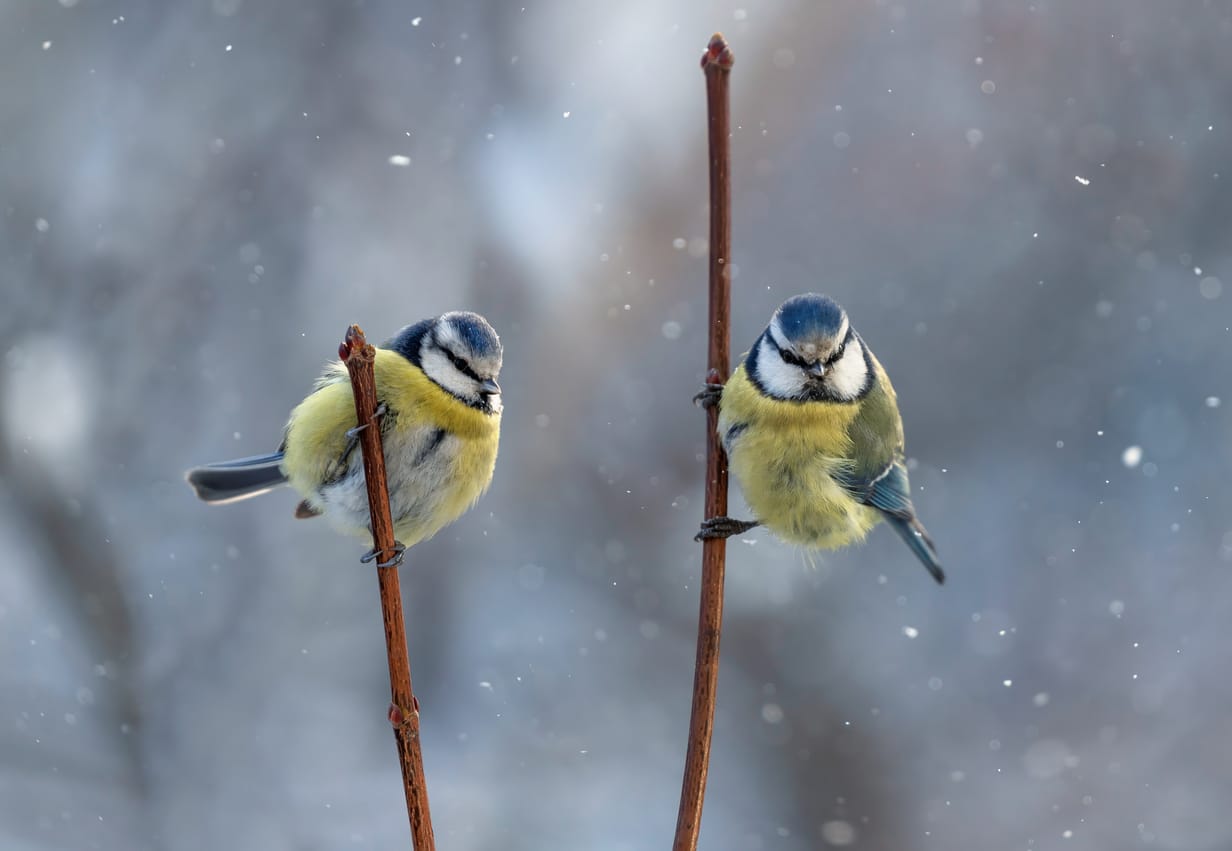 Mésanges en hiver