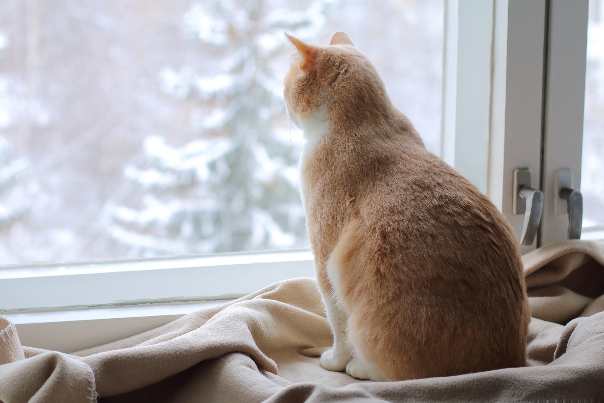 A Red Cat.