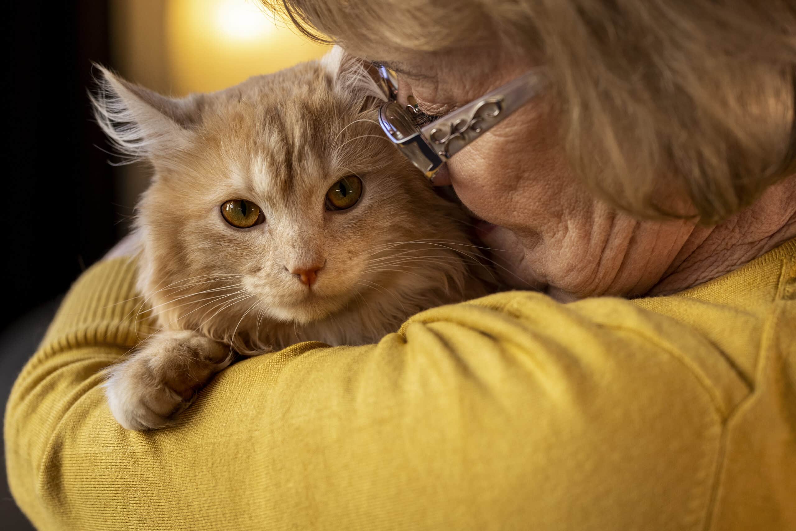 Elderly Person With Pet Cat