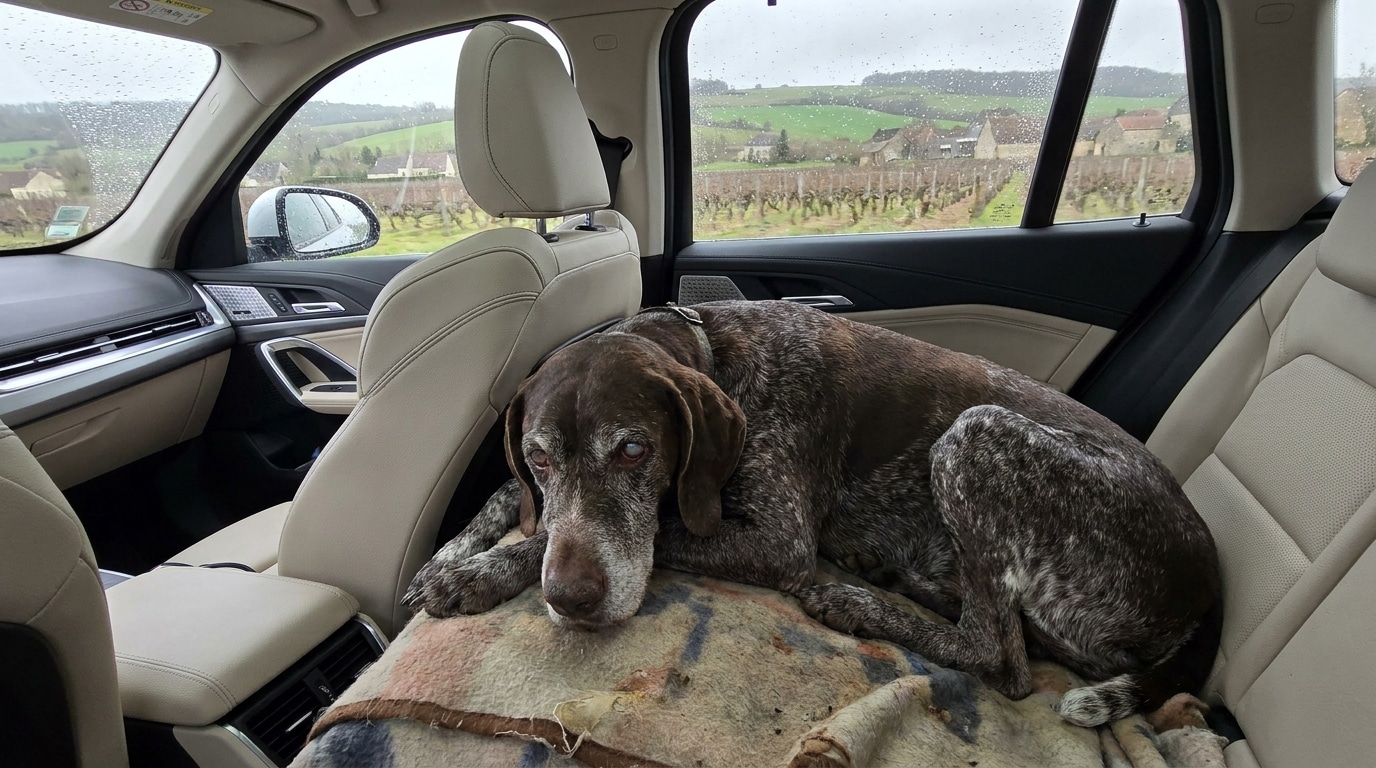 On Part En Vacances Avec Lui Il Adore La Voiture Ce Que Votre Chien Age Endure En Silence Sur La Route Featured