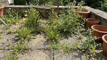 Pourquoi De Plus En Plus De Jardiniers Abandonnent Les Desherbants Chimiques Pour Ce Produit Naturel A 55 E Featured