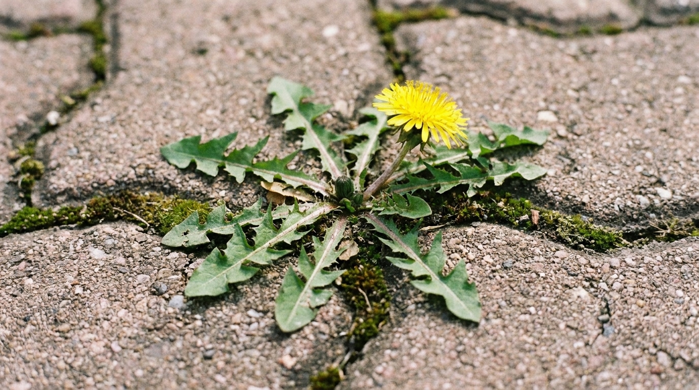 Son Idee De Genie Desintegre Les Mauvaises Herbes Entre Les Paves En Un Clin Doeil Featured