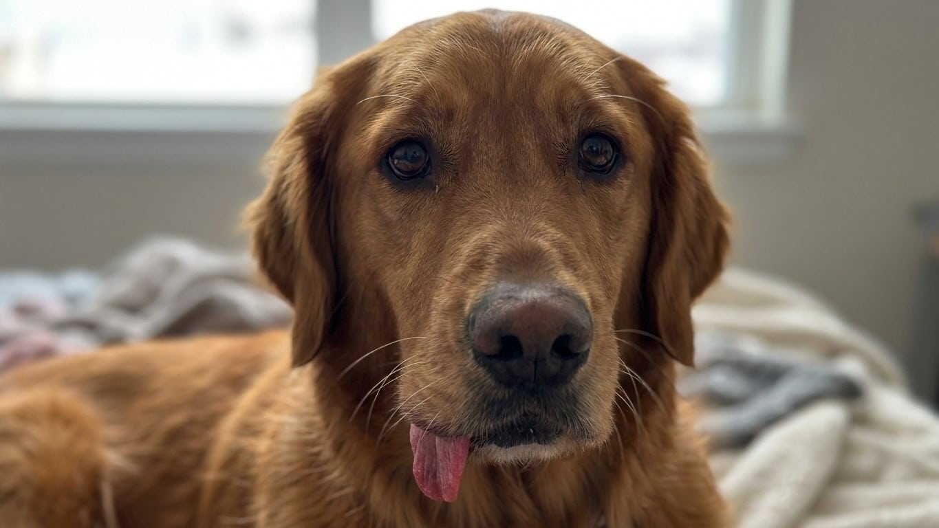 Un vétérinaire prévient : si votre chien renifle ça au pied des pins, sa langue peut nécroser en heures