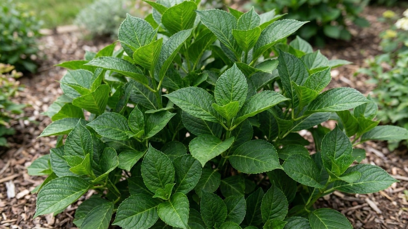 Votre hortensia fait des feuilles mais aucune fleur ? Une seule erreur explique presque tout